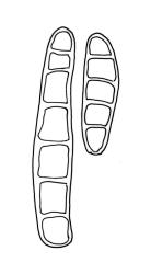 Leratia obtusifolia, gemmae.
 Image: R.C. Wagstaff © All rights reserved. Redrawn with permission from Lewinsky (1990). 